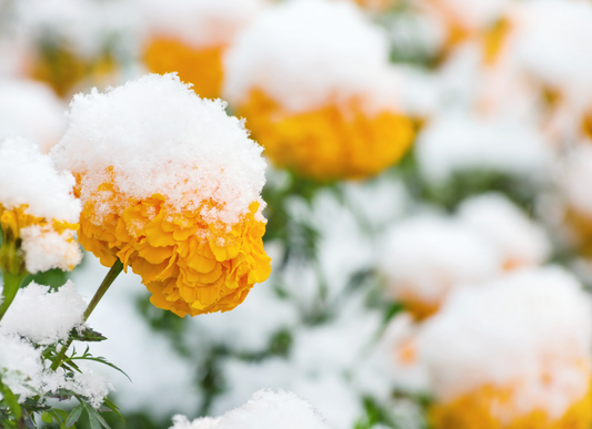 Unlocking Japan's Winter Floral Mystique: A Journey Beyond the Blossoms