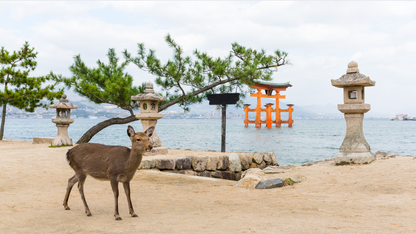 Hiroshima Full Day (8 hours Tour)